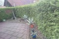 die Hecke war zu wuchtig.jpg