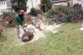 und der Baum liegt.jpg