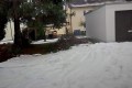 eine Kiefer erleidet Schneebruch und ist.jpg